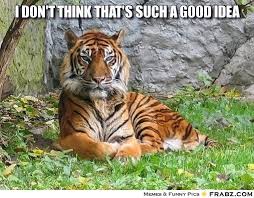 Tiger Meme Sumatran Tiger Tiger Pictures Tiger