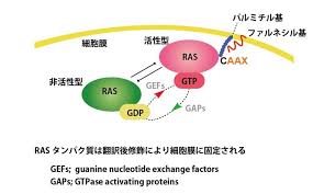 Ras がん化に関わる重要なシグナル分子 Pukiwiki