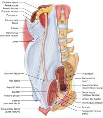 The back muscles can be three types. Anatomy Neuroanatomy And Biomechanics Of The Pelvis Springerlink