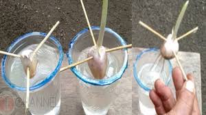 Daun bawang dikenal sebagai tanaman yang membutuhkan banyak air. Cara Menanam Bawang Putih Dengan Media Air Youtube