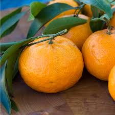 However, adding an additional owari satsuma mandarin tree will drastically increase the size of your crop. How To Grow Satsumas From Seeds Indoors Growing Mandarin Oranges