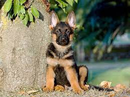 Va3 (bszs) marlo von baccara , schh3, a1/a1 mother: Pup 15 Cb0014 01 C Kimball Stock German Shepherd Puppy Sitting On Grass By Tree Trunk German Shepherd Puppies German Shepherd Training Shepherd Dog Breeds