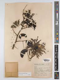 Image result for Libidibia coriaria