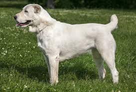 Search through thousands of dogs for sale and puppies for sale adverts near me in the usa and europe at animalssale.com. Central Asian Shepherd Dogs And Puppies For Sale In The Uk Pets4homes