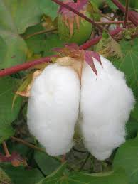 Image result for Gossypium barbadense