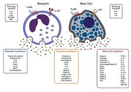 Image result for Mast Cell