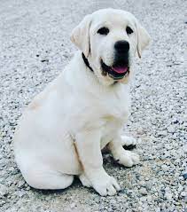 Our white labs for sale are bred to be athletic, and white lab puppies from silver and charcoal kennel breeders are happy to embrace that athleticism. Maple Creek Labrador Retrievers About Our Kennel