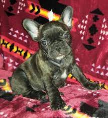Come meet amazing grace animal rescue's pets. French Bulldog Puppy For Sale In Saginaw Michigan Classified Americanlisted Com