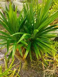 Manfaat daun pandan cukup beragam bagi kesehatan. Boss Lobster Air Tawar Crayfish Udang Kara Air Tawar Facebook