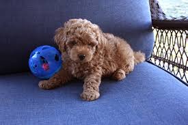 Pin On Teacup Goldendoodle Puppies