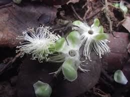 Image result for Petersianthus macrocarpus