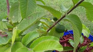 Résultat de recherche d'images pour "ruby supreme red guava"