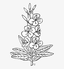 Download and print these weed coloring pages for free. Jpg Black And White Download Fire Weed Coloring Page Plants Outline Free Transparent Png Download Pngkey
