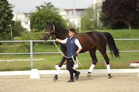 Great jumping with a dapple grey hobby horse. Equitana Posts Facebook