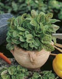 Image result for Rumex sanguineum