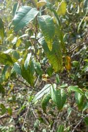 Image result for Croton gratissimus