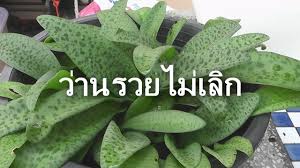 นี่คือ 8 พฤติกรรมที่เราอาจทำโดยไม่รู้ตัว และทำให้ไม่รวยสักที ซึ่ง lianne martha maiquez laroya เขียนไว้น่าสนใจ…ดังนั้นถ้าอยากรวยก็เลิกทำ. à¸• à¸™à¸£à¸§à¸¢à¹„à¸¡ à¹€à¸¥ à¸ à¸›à¸¥ à¸à¹à¸¥ à¸§à¸£à¸§à¸¢ à¹€à¸ªà¸£ à¸¡à¹‚à¸Šà¸„à¸¥à¸²à¸  Lazada Co Th