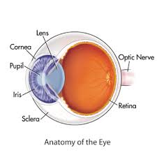 A visual field test assesses how much the ptosis affects the superior vision. Corneal Disease Keratitis Eye Herpes More