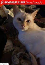 Lost Pet Alert in Dale County