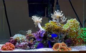 After 30 minutes check your decorations if they appear clean remove them from the bucket, rinse them thoroughly with fresh water. How To Clean Brown Algae Off Aquarium Decorations Fishtankmag