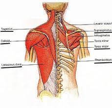 Grade 2 pulled back muscle. Pulled Back Muscle Symptoms