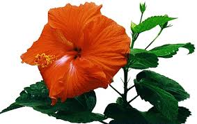 Image result for Hibiscus calyphyllus