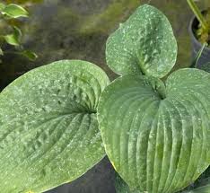 Image result for Hosta Warpaint