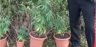 La prima cosa da … Pronuncia Della Cassazione Coltivare Cannabis In Casa Non E Piu Reato Picchio News Il Giornale Tra La Gente Per La Gente