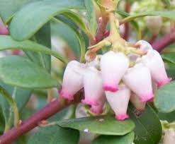 Image result for Uvaria angolensis