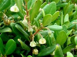 Image result for Diospyros dichrophylla