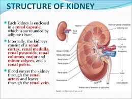 Urinary System Basic Anatomy And Physiology Medical Student Study Medical Knowledge
