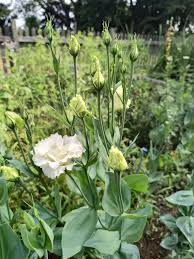 Image result for eustoma lisianthus in garden