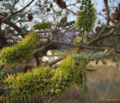 Image result for Combretum zeyheri