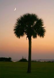 Palmetto Tree State Tree South Carolina Sc Palmetto Tree South Carolina Charleston South Carolina