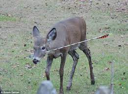 Deer impaled with arrow shot by blundering hunt is spotted searching for food after wildlife officials fail to catch injured animal | Daily Mail Online