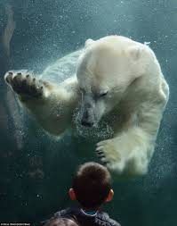 What are the height of polar bears? Columbus Zoo Polar Bear Caught In Touching Photos With A Child Daily Mail Online