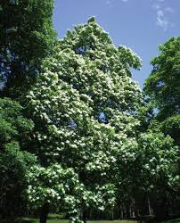 Image result for Catalpa