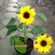 Keunikan lain dari bunga ini adalah bunganya selalu menghadap matahari dan tahan terhadap cuaca panas. 87 Gambar Bunga Matahari Mini Terbaik Gambar Pixabay