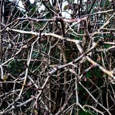 The Thorny Path Piers Bellman Photo Homegrown Paths