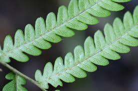 Image result for Blechnaceae