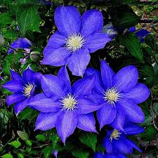 Check spelling or type a new query. 2021 Clematis Seeds Blue Clematis Hybridas Hanging Flowers Potted Balcony Blooming Plants Plants Sementes De Flores From Jonemark2014 9 93 Dhgate Com