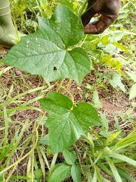 Image result for Ipomoea tenuipes