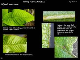 Image result for Triplaris americana