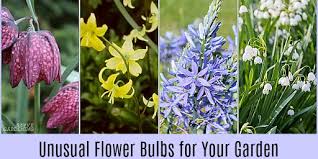 Check spelling or type a new query. Unusual Flower Bulbs For Your Garden And How To Plant Them