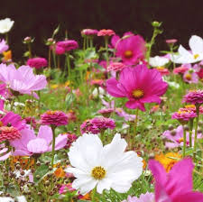 Blumenwiese Cosmea Blumen Wiese Naturgarten Cosmea