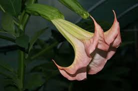 Sale price $11.24 $ 11.24 $ 12.49 original price $. Exotic Earth Plants Rare Plant Fair