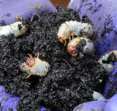 Witchetty grubs are the small, white larvae of the ghost moth, which is native to australia. Grubs Containerized My Garden Blog
