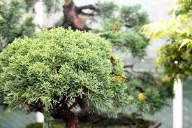 Junipers do best in outdoor settings with natural sunlight and a free flow of air. Chinese Juniper Bonsai Tree Care All Things Bonsai