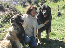 Entregamos para todo o brasil. Meine Zuchtstaette Canil Da Quinta De Sao Fernando