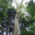 Image result for Celtis zenkeri